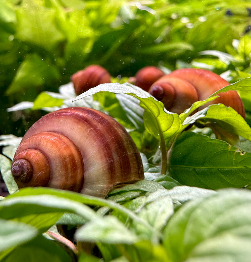 3 Chestnut Mystery Snails (Pomacea Bridgesii) - [AquaticMotiv]