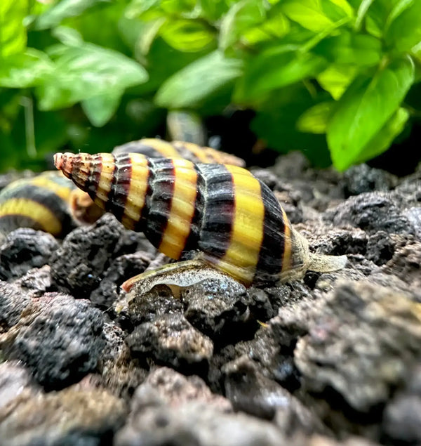 Assassin snail care guide