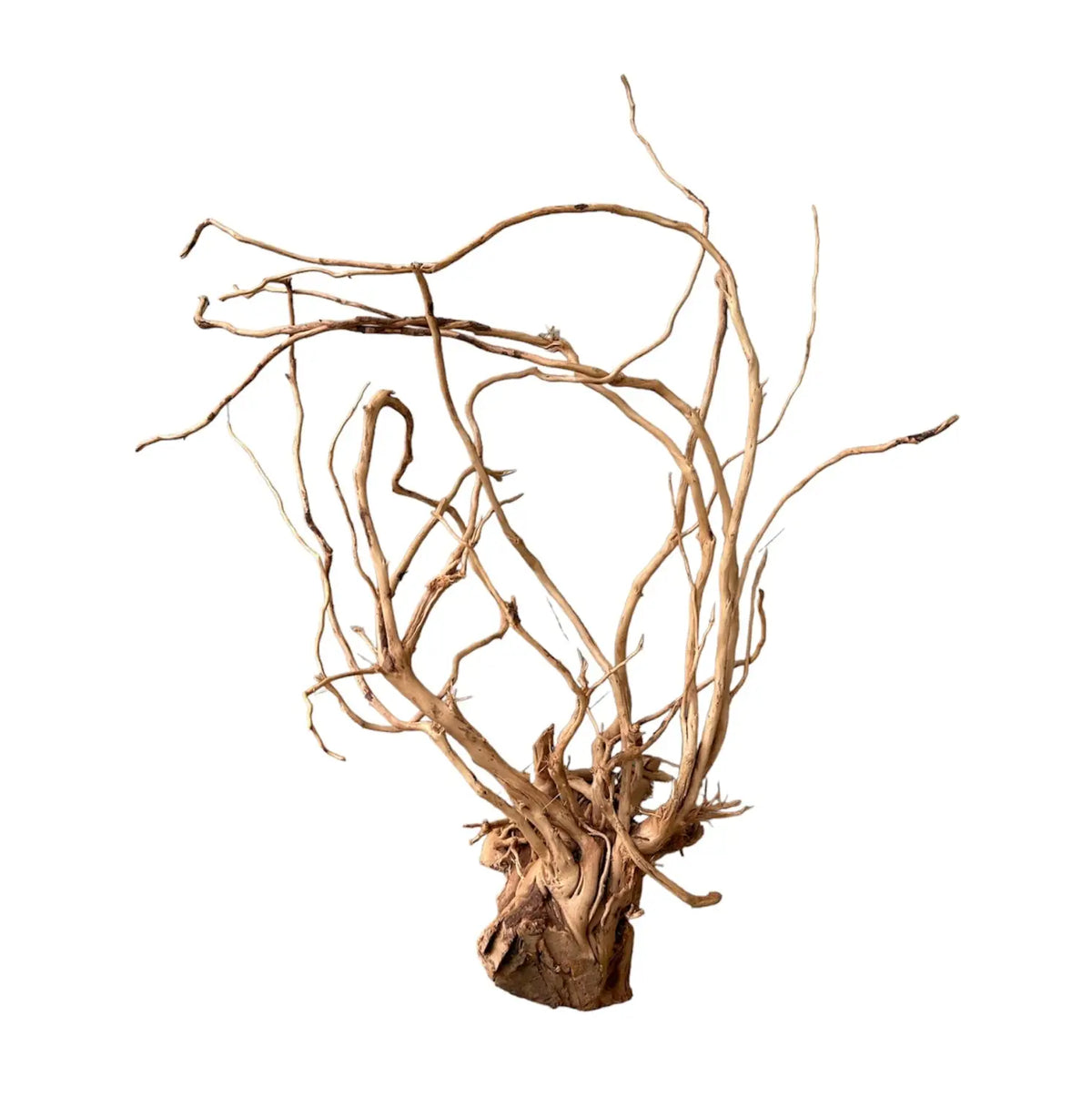 Azalea Wood Natural Driftwood for Authentic Aquascapes | Aquatic Motiv
