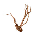 Natural light brown Azalea Wood driftwood with branching patterns