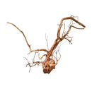 Rustic light brown Azalea Wood driftwood with gnarled base and branches