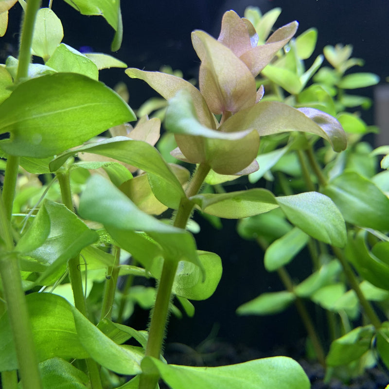 Bacopa (Bacopa Caroliniana) Bunch x12 ($3.25/ea) - AquaticMotiv