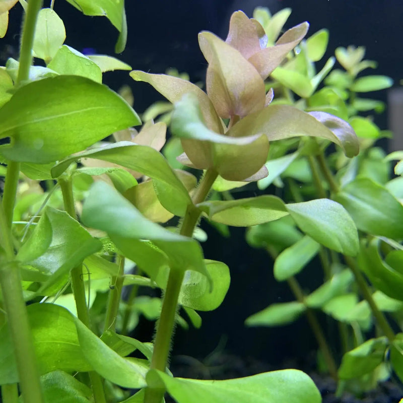 bacopa caroliniana aquarium plant Bacopa Caroliniana Bulk Bunch for Dense Green Aquascapes