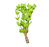 Green Bacopa Caroliniana aquatic plant stems secured by rubber band for aquariums