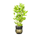 Green Bacopa Caroliniana aquatic plant in black pot with gold accents for aquariums