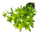 Green Bacopa Caroliniana in black-rimmed pot with brown base