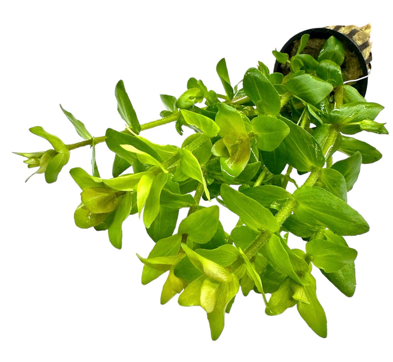 Bacopa Caroliniana Pot - [AquaticMotiv]