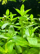 Bacopa Caroliniana pot with green broad-leaf aquatic plant in water