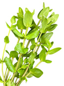 Green Bacopa Caroliniana plant in pot with water droplets
