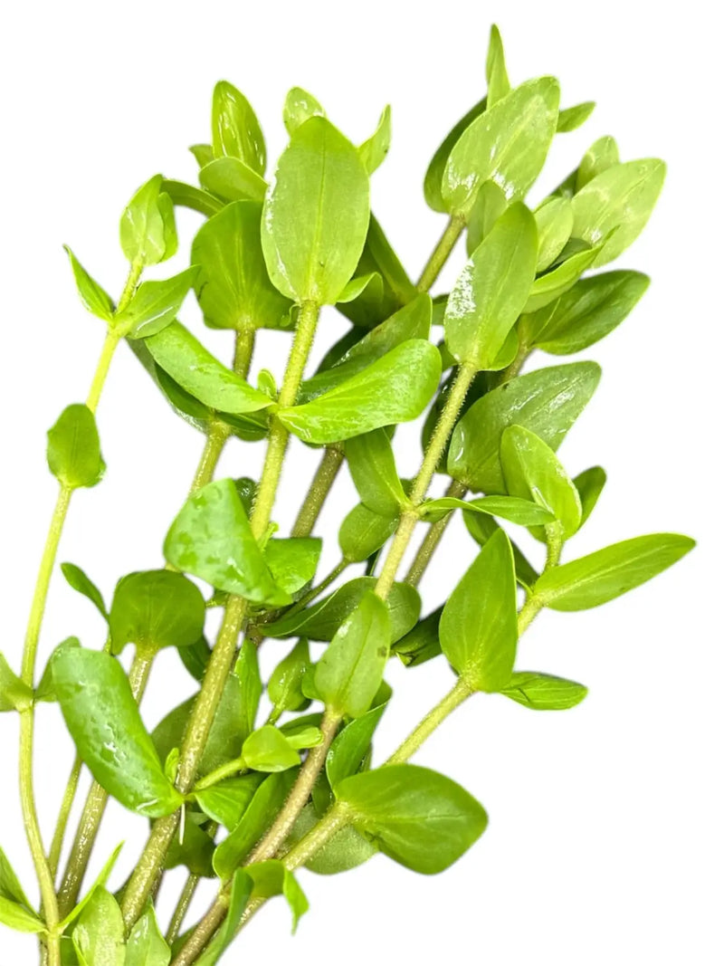 Bacopa Caroliniana Potted Plant for Effortless Growth | Aquatic Motiv