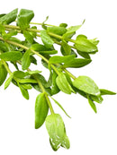 Fresh Bacopa Caroliniana pot with vibrant green leafy sprig and water droplets