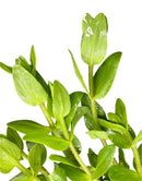 Bacopa Caroliniana pot with green leafy plant and water droplets
