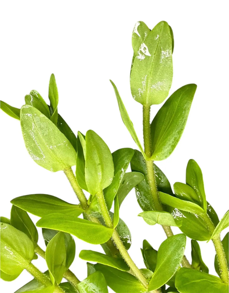 bacopa potted plant Bacopa Caroliniana Potted Plant for Effortless Growth