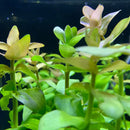 Bacopa Caroliniana pot: green aquatic plant with delicate flowers and broad leaves for aquarium decoration