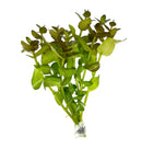 Bacopa Caroliniana Red - [AquaticMotiv]