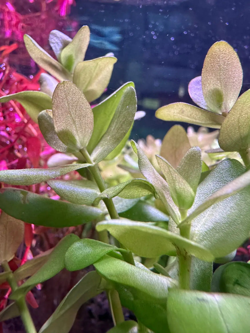 Bacopa Caroliniana Red Variety for Colorful Aquascapes | Aquatic Motiv
