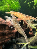 Bamboo shrimp atyopsis moluccensis with transparent body and brown stripes resting on driftwood in aquatic environment