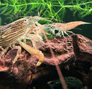 A striped translucent bamboo shrimp with delicate antennae resting on reddish-brown driftwood in freshwater