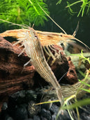 Bamboo shrimp atyopsis moluccensis with translucent body and delicate brown and beige stripes with long antennae and slender legs