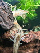 A translucent striped bamboo shrimp with long antennae resting on dark wood in an aquarium setting