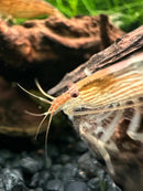 A translucent striped bamboo shrimp atyopsis moluccensis with delicate antennae resting near driftwood in an aquarium