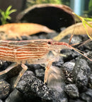 A translucent bamboo shrimp with orange and white stripes on dark gravel in an aquarium