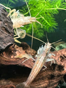 Two translucent light brown bamboo shrimp with long antennae and striped patterns perched on dark wood in aquarium
