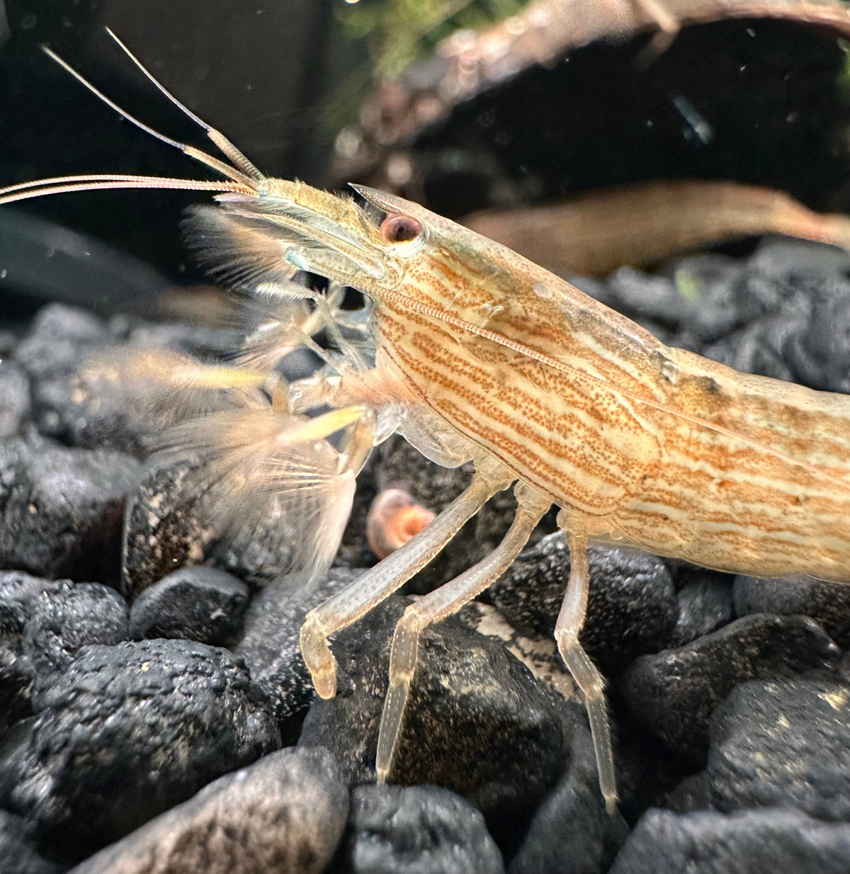 Bamboo Shrimp Atyopsis moluccensis Gentle Freshwater Filter | Aquatic Motiv
