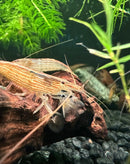 A translucent bamboo shrimp with delicate brown and beige stripes resting on weathered driftwood in an aquarium