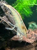Bamboo shrimp atyopsis moluccensis with translucent body and orange green stripes on dark driftwood in aquarium