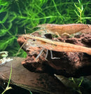 A translucent bamboo shrimp atyopsis moluccensis with orange and brown stripes on dark textured driftwood