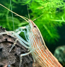 A translucent bamboo shrimp with delicate orange and green stripes perched on driftwood in an aquatic environment