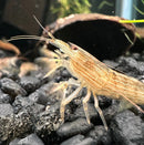 A translucent brown bamboo shrimp with striped patterns and long antennae standing on dark gravel in an aquarium