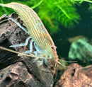 A translucent bamboo shrimp atyopsis moluccensis with delicate striped patterns rests on dark driftwood