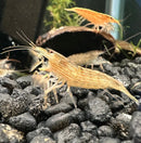 Bamboo shrimp atyopsis moluccensis with translucent striped body and delicate antennae resting on dark gravel