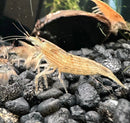 Bamboo shrimp atyopsis moluccensis with translucent light brown striped body and long antennae on dark aquarium gravel