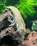 A translucent bamboo shrimp atyopsis moluccensis with orange and beige stripes on dark textured driftwood