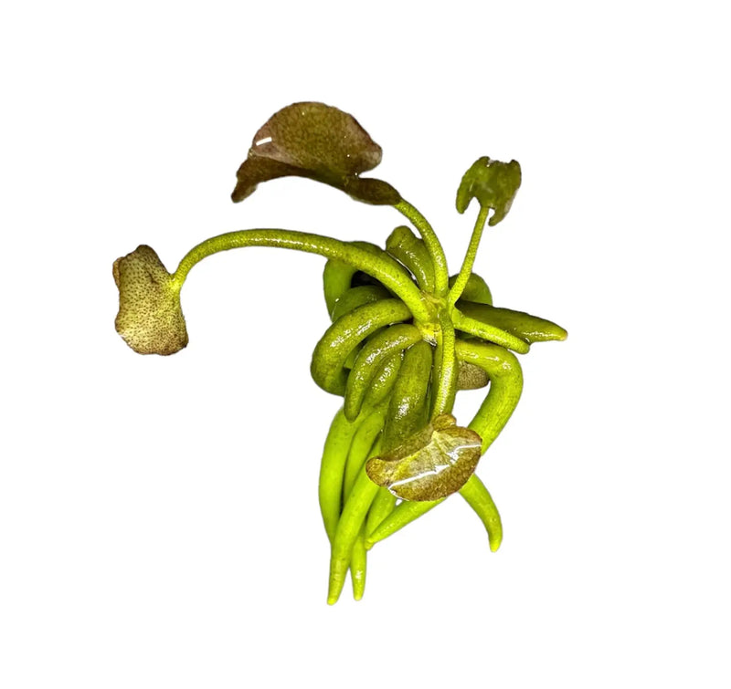 eheim plants Eheim Plant Tongs main image 0