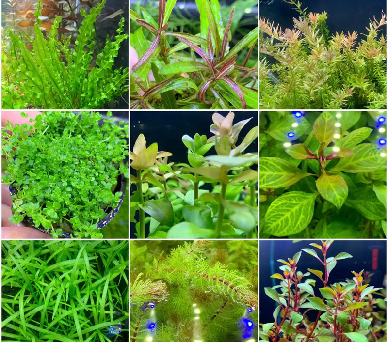 freshwater aquarium plants Beginner Aquarium Plant Pack Six Easy Green Favorites