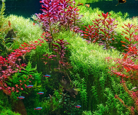 A Beginners guide to the aquarium nitrogen cycle.