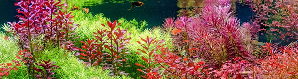 A Beginners guide to the aquarium nitrogen cycle.