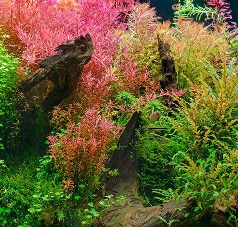 A Beginners guide to the aquarium nitrogen cycle.