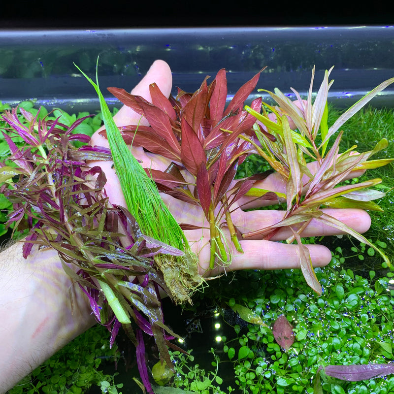 6 Best Selling Plant Pack - AquaticMotiv