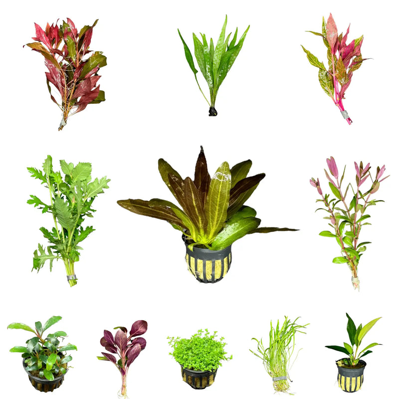 Best Selling Aquarium Plant Pack Six Easy Live Varieties