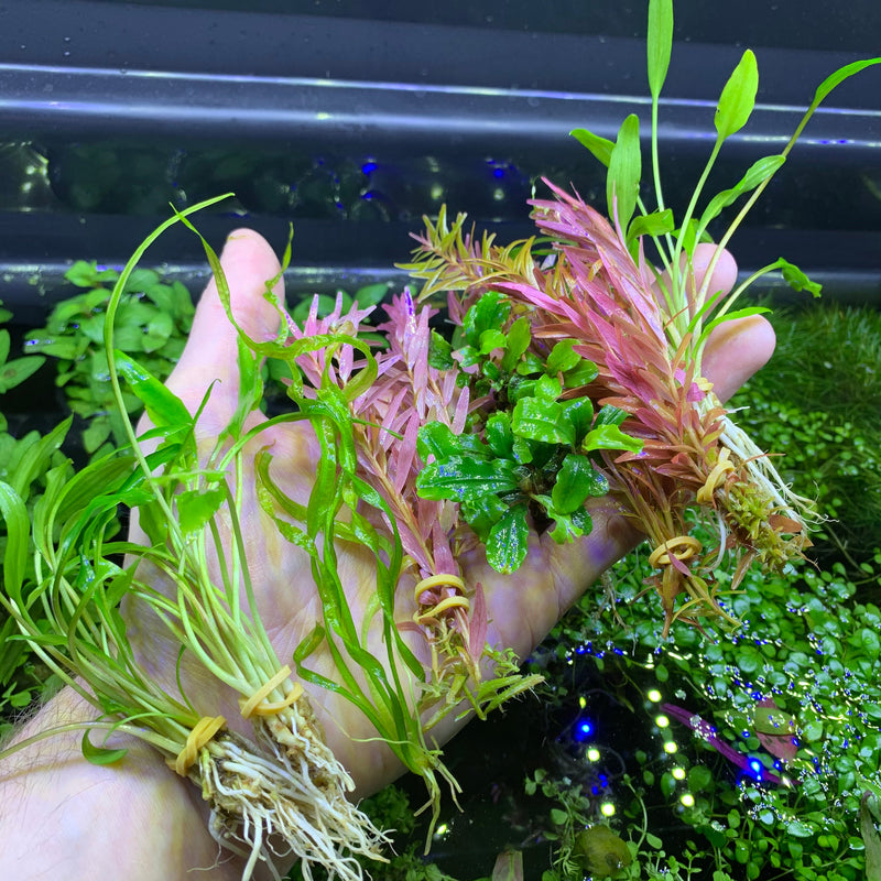 6 Best Selling Plant Pack - AquaticMotiv
