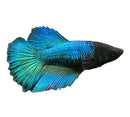 A vibrant blue and black betta female fish with flowing fan-like fins in assorted colors for aquarium use