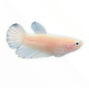 Betta Female - Assorted colors - [AquaticMotiv]