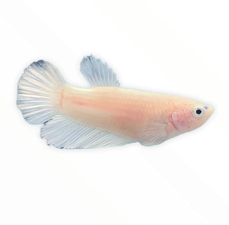 Betta Female - Assorted colors - [AquaticMotiv]