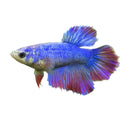 Betta female fish with vibrant blue and purple colors and flowing red-edged fan-like fins in assorted colors