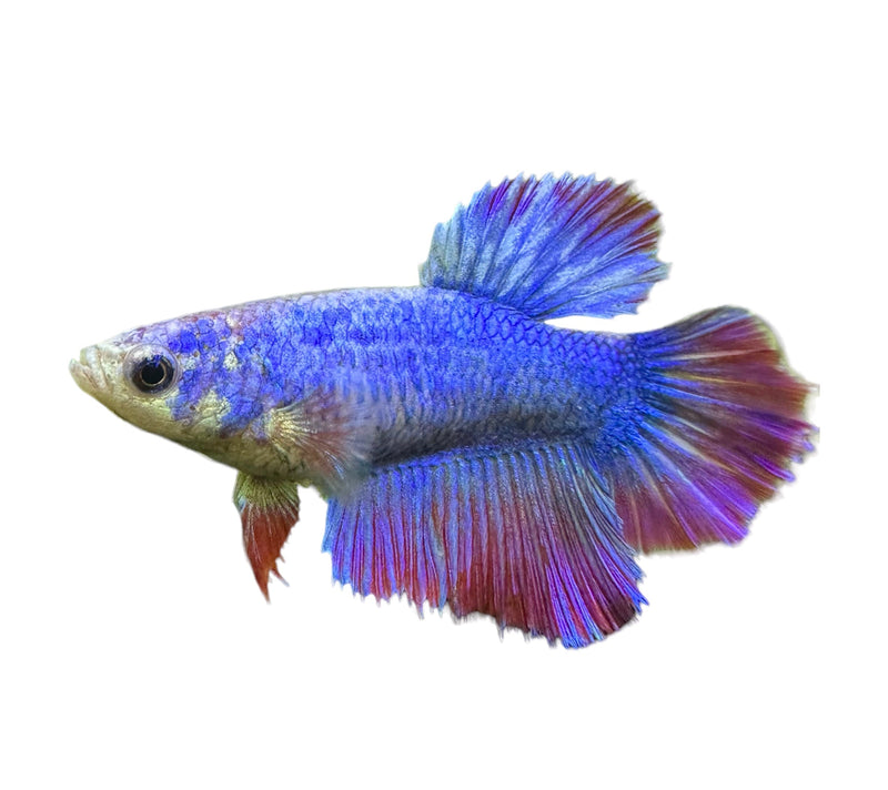 Betta Female - Assorted colors - [AquaticMotiv]